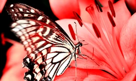 Bướm đọ sắc cùng hoa