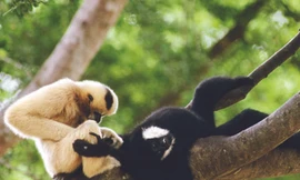 Phát hiện loài vượn đen má trắng ở vườn Quốc gia Pù Mát