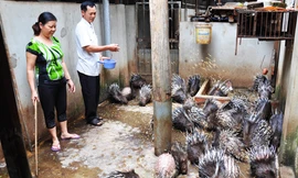 Chiêu thoát khó của Êm “Bảy Món”