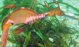 Những bức ảnh mới nhất về rồng biển