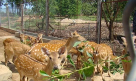 Đàn hươu sao của một hộ dân xã Hiếu Liêm	Ảnh: Đ.M