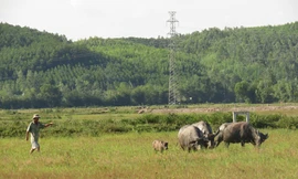 Vì sao nông dân viết đơn trả ruộng?