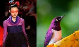 Thời trang lấy cảm hứng từ những chú chim