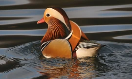 Dân chơi Sài Gòn mê mẩn vịt uyên ương, gà kiểng