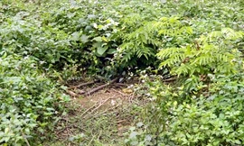 Ai bán cây sưa Vườn Quốc gia Cúc Phương giá 600 triệu?