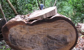 Gỗ nghiến bị đốn hạ tại VQG Ba Bể. Ảnh: Tuấn Nguyễn