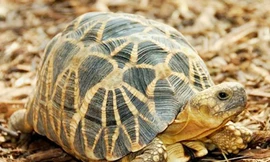 Rùa sao Myanmar (Geochelone platynota) có nguy cơ tuyệt chủng Ảnh: Brian Horne