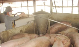 Quyết liệt với thịt heo bẩn