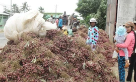 Hành tím giá thấp lại ứ đọng Ảnh: XL