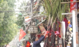 Mía lộc nguyên lá 'đổ bộ' xuống phố Hà Nội chờ đón Giao thừa