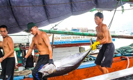 Bình Định quyết liệt chống khai thác IUU để cùng cả nước gỡ 'Thẻ vàng'