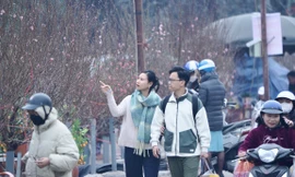 'Mỏi mắt' kiếm đào dăm, đào cành ngày rằm tháng Chạp