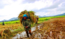 Mưa lớn gây khó khăn cho việc thu hoạch lúa