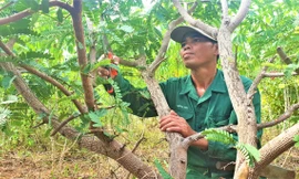 Anh Y Nguyên cắt tỉa vườn me thái