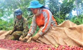 Nông sản xuống giá khiến nhiều doanh nghiệp gặp khó