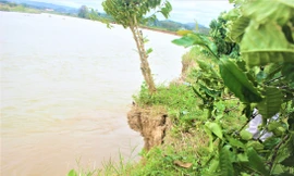 Cây cà phê cùng khối đất chực chờ đổ xuống sông