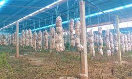 Một mô hình trồng nấm, phía trên lắp pin năng lượng ở huyện Buôn Đôn