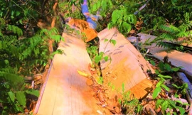 Hiện trường một vụ phá rừng trong Khu bảo tồn thiên nhiên Ea Sô