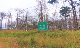 Rừng thông dọc Quốc lộ 28 (đoạn qua huyện Đắk G'long) bị đầu độc