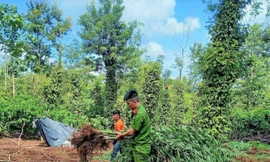 Một hộ dân ở Đắk Lắk trồng cây cần sa trong rẫy