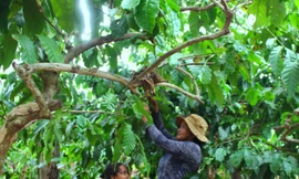 Những đứa trẻ nhặt phân bò, bắt sâu muồng thay học trực tuyến