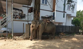 Một con voi nhà huyện Lắk được dùng để chở khách du lịch 