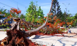 Cây phượng bật gốc đổ trong khuôn viên trường Cao Đẳng Nghề Tây Nguyên