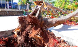 Cây phượng cổ thụ bị gió quật bật gốc