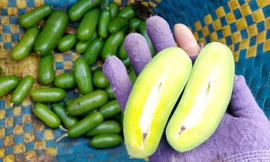 Độc lạ các loại trái cây rừng tràn xuống phố