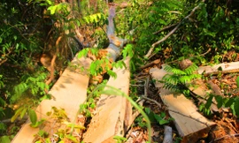 Hiện trường một vụ phá rừng tại khu vực giáp ranh Đắk Lắk-Gia Lai