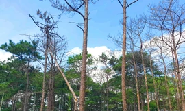 Rừng thông chết cả vạt