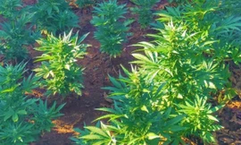 Hàng trăm cây cần sa rồng trong rẫy cà phê