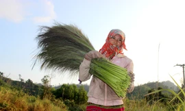Săn 'lộc rừng' trên thảo nguyên M’đrắk
