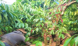 Rất ít doanh nghiệp dự kiến thưởng Tết cho công nhân