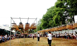 Hơn 300 chú chào mào thi hót