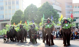 Đàn voi 7 con đến từ huyện Lắk.