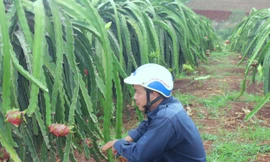 Nông dân Đắk Lắk điêu đứng vì thanh long rớt giá còn 2.000 đồng/kg