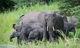 Voi biết yêu thương. Ảnh: WWF