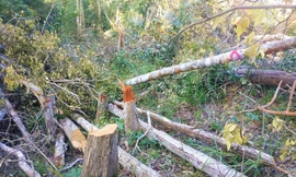 Hiện trường một vụ phá rừng tại xã huyện Ea H'leo