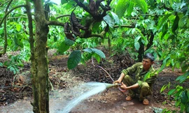 Người nông dân tưới dí trực tiếp cho cây cà phê