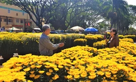 Một cây quất đã có người mua