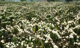 Rẫy hoa cà phê trắng bồng bềnh