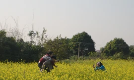 Chụp ảnh vườn cải, giới trẻ 'làm giàu' cho chủ vườn