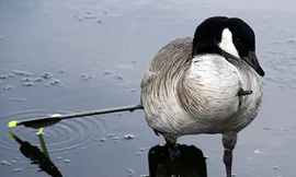 Ngỗng bị tên bắn xuyên ngực sáu tuần không chết