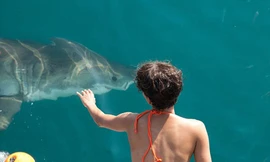 Thót tim xem 'miêu nữ' Halle Berry đùa với cá mập