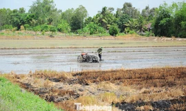 Sức khỏe đất suy yếu, chuyên gia bàn giải pháp cứu Đồng bằng sông Cửu Long