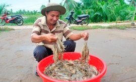 Nguy cơ thiếu hụt nguyên liệu tôm trầm trọng các tháng cuối năm
