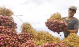 Vì sao hành tỏi ‘made in Vietnam’ thua ngay trên sân nhà?