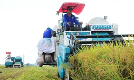 Thủ tướng chỉ đạo khẩn trương thực hiện các giải pháp đảm bảo cân đối cung cầu lúa gạo