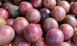 Thực nghiệm chiếu xạ chanh dây xuất khẩu sang Úc